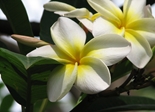 flower_white_flower_yellow_flower