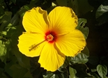 flower_yellow_flower_hibiscus
