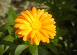 flower_yellow_garden