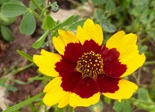 flower_yellow_red